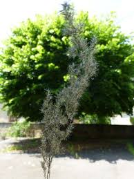 Attēlu rezultāti vaicājumam “Calamagrostis canescens fruit”