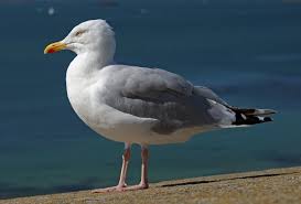 Attēlu rezultāti vaicājumam “Larus minutus adult”