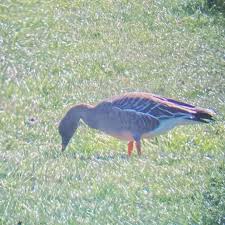 Attēlu rezultāti vaicājumam “Anser serrirostris”