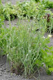 Attēlu rezultāti vaicājumam “Tragopogon heterospermus leaf”