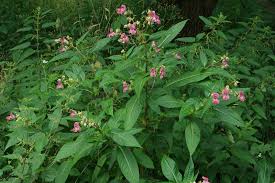 Image result for Impatiens glandulifera