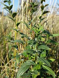 Attēlu rezultāti vaicājumam “Lithospermum officinale leaf”