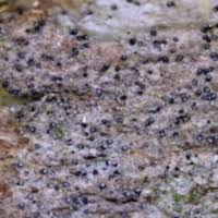 Attēlu rezultāti vaicājumam “Micarea sp.”