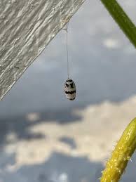Attēlu rezultāti vaicājumam “Ichneumonidae cocoon”