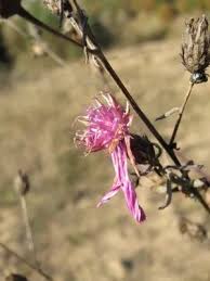 Attēlu rezultāti vaicājumam “Centaurea stoebe bud”