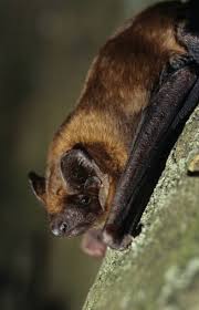 Attēlu rezultāti vaicājumam “Nyctalus noctula”