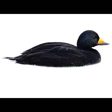 Attēlu rezultāti vaicājumam “Melanitta nigra male”