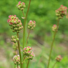 Image result for Sanguisorba minor
