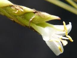 Attēlu rezultāti vaicājumam “Poa remota bud”