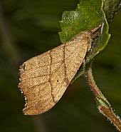 Attēlu rezultāti vaicājumam “Falcaria lacertinaria”