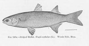 Image result for Mugil