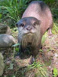 Image result for Worthing Otters