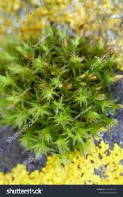 Attēlu rezultāti vaicājumam “Orthotrichum speciosum”