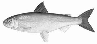 Image result for Coregonus huntsmani