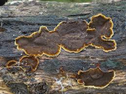 Attēlu rezultāti vaicājumam “Hymenochaete rubiginosa”