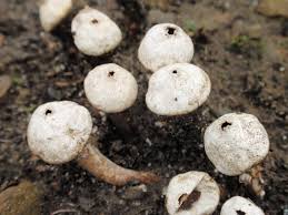 Attēlu rezultāti vaicājumam “Tulostoma fimbriatum”