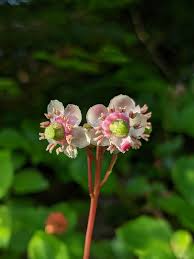 Attēlu rezultāti vaicājumam “Chimaphila umbellata fruit”