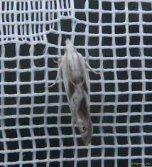 Attēlu rezultāti vaicājumam “Eucosma aspidiscana”