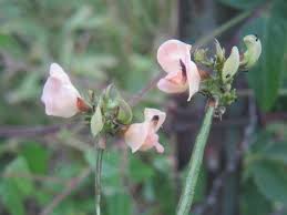 Attēlu rezultāti vaicājumam “Leguminosae”