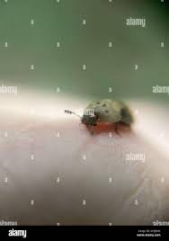 Attēlu rezultāti vaicājumam “Cychramus variegatus”