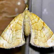 Attēlu rezultāti vaicājumam “Eulithis testata”