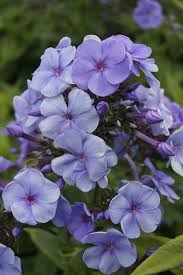 Image result for Phlox paniculata `Sweet Summer`