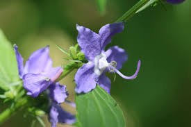 Image result for Campanula americana