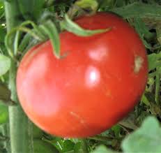 Afbeeldingsresultaat voor bloody butcher tomato