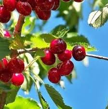 Attēlu rezultāti vaicājumam “Cerasus”