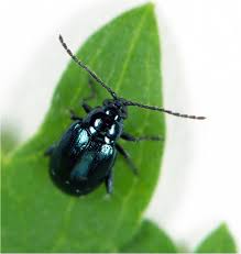 Attēlu rezultāti vaicājumam “Altica sp.”