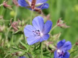 Attēlu rezultāti vaicājumam “Geranium pratense flower”