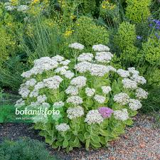 Image result for Chrysanthemum spectabile