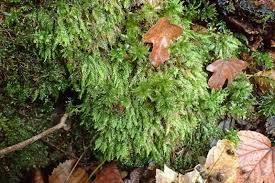 Attēlu rezultāti vaicājumam “Plagiothecium nemorale”