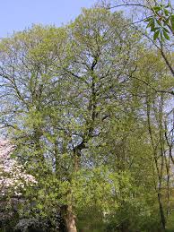 Attēlu rezultāti vaicājumam “Aesculus flava”