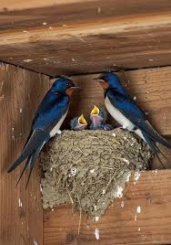 Attēlu rezultāti vaicājumam “Hirundo rustica adult”