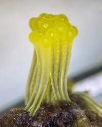 Attēlu rezultāti vaicājumam “Stemonitis marjana macro”