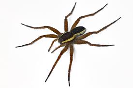 Attēlu rezultāti vaicājumam “Dolomedes fimbriatus”