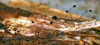 Attēlu rezultāti vaicājumam “Cribraria violacea macro”