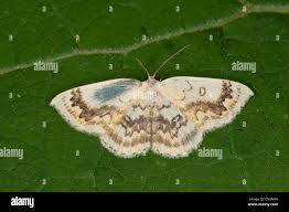 Attēlu rezultāti vaicājumam “Cyclophora annularia”