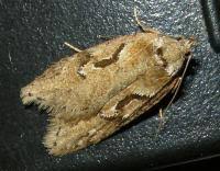 Attēlu rezultāti vaicājumam “Semioscopis steinkellneriana”