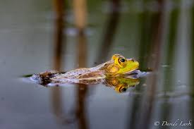 Attēlu rezultāti vaicājumam “Pelophylax”