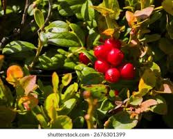 Attēlu rezultāti vaicājumam “Vaccinium vitis-idaea”