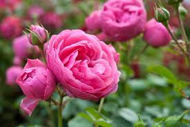 Image result for FOTO ROSA