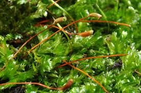 Attēlu rezultāti vaicājumam “Plagiothecium laetum”