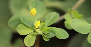 Attēlu rezultāti vaicājumam “Medicago lupulina flower”