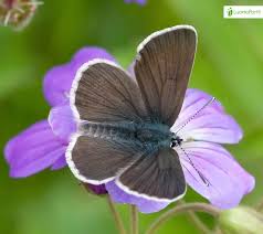 Attēlu rezultāti vaicājumam “Eumedonia eumedon underside”