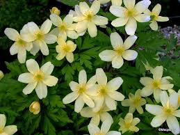 Attēlu rezultāti vaicājumam “Anemone x lipsiensis leaf”