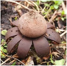 Attēlu rezultāti vaicājumam “Badhamiopsis praetermissa sessile”