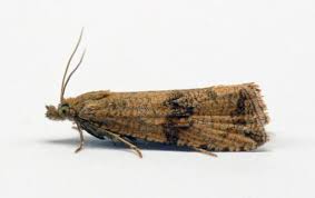 Attēlu rezultāti vaicājumam “Celypha striana”