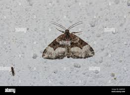 Attēlu rezultāti vaicājumam “Euphyia unangulata”